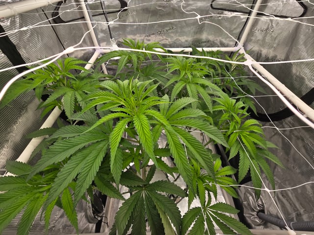 Grow 3 — flower, day 7