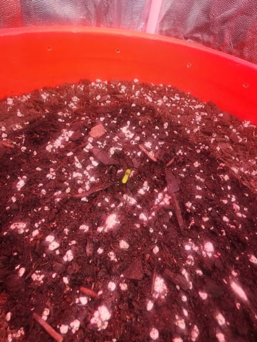 Grow 1Zkittles OGx2 & PEx1 — seedling_rooting, day 4