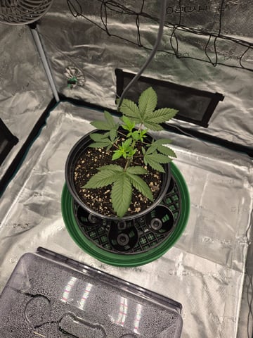  Insane OG — vegetative, day 36