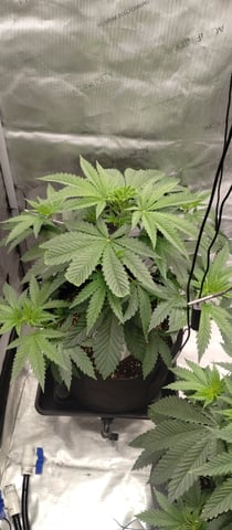 Skunk #1 — vegetative, day 55