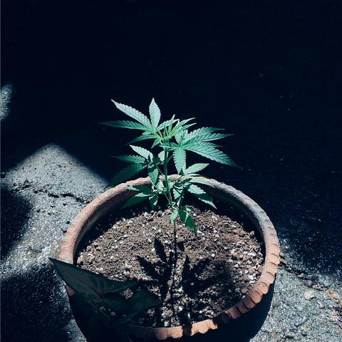 nilo growth — vegetative, day 37