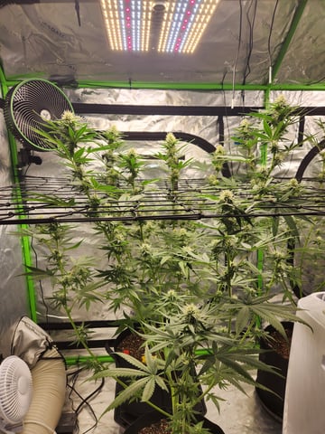 Blue — flower, day 4