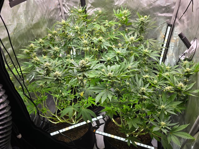 Purple Haze  — flower, day 76