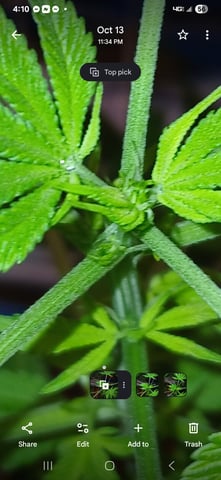 triangle kush  — flower, day 46