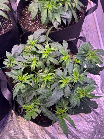 Indoor Grow  — vegetative, day 4