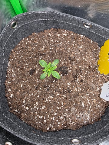 My Second Indoor — grow_setup, day 1