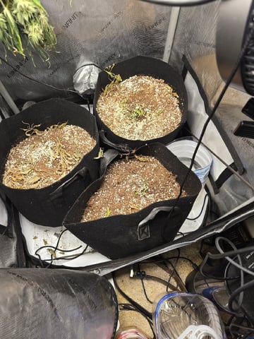 Coco Grow — harvest, day 102