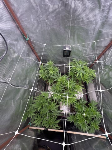 first grow in new 2x2 — flower, day 57