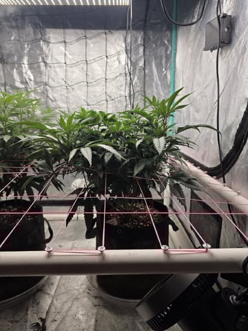 Granny Candy and PLCG