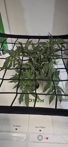 Vivosun Seed tent — flower, day 48