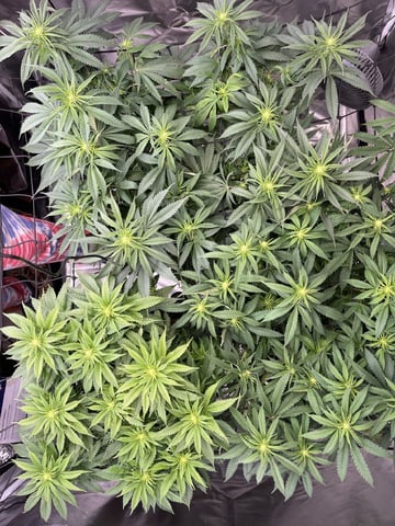 best budz — flower, day 53