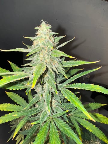 white runtz auto flower — flower, day 61