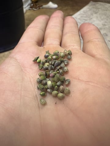 Gelly Mama and Sugar Tree — flower, day 127