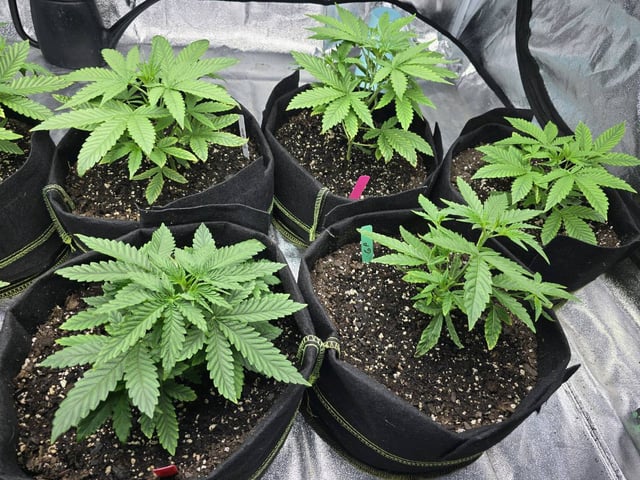 3rd Auto Grow — vegetative, day 44