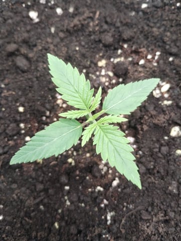 First grow — vegetative, day 12