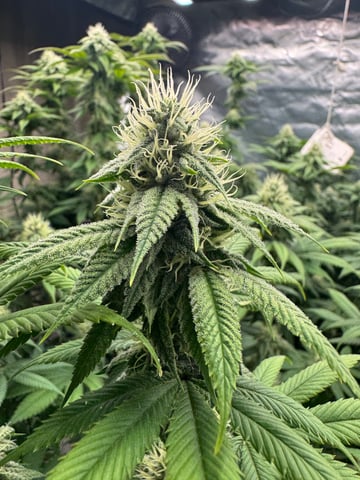 Hollywood Headband and LimeHeads  — flower, day 136