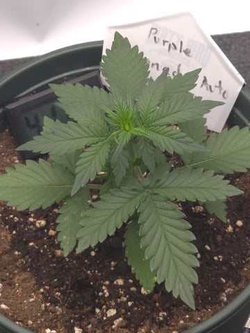 Fast Buds - Purp Lemonade — vegetative, day 21