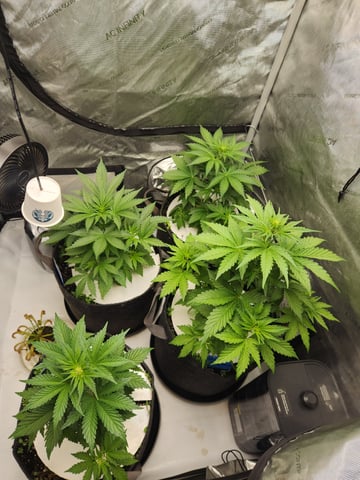 Rings of Saturn & Ghostboosters - Apollo Haze Artisanal Line — flower, day 34