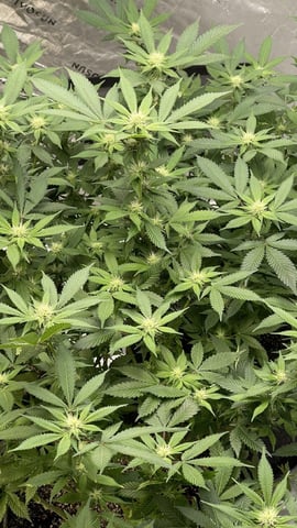 Clones GodFather OG Clones — flower, day 71