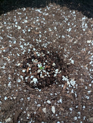 First Grow — seedling_rooting, day 5