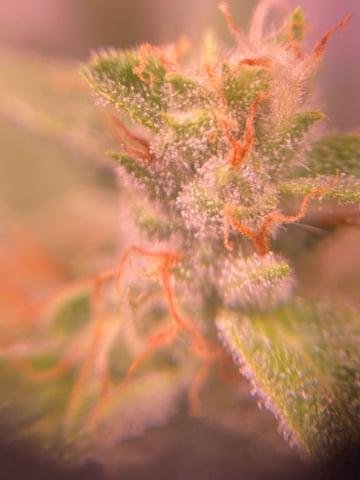 pineapple Express  — flower, day 27