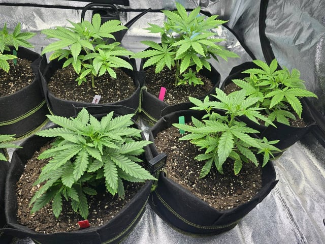 3rd Auto Grow — vegetative, day 45