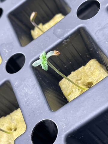 1st Ever Grow (Fat Bastard)(RDWC)  — seedling_rooting, day 5