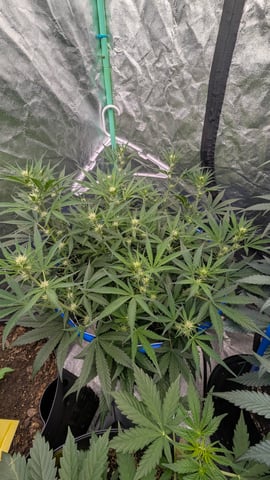 Mixed Grow — grow_setup, day 50