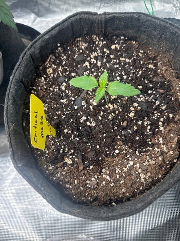  critical mass — germination, day 15