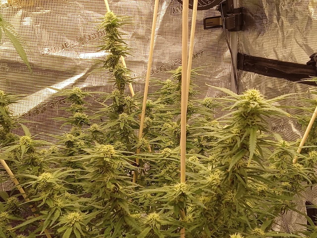   and one L.a kush cake . — flower, day 98