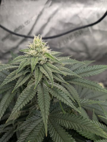 Apollo And Orange Creampop — flower, day 5