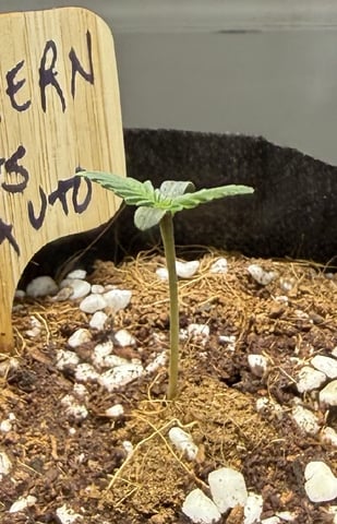  4 X 2  — seedling_rooting, day 4