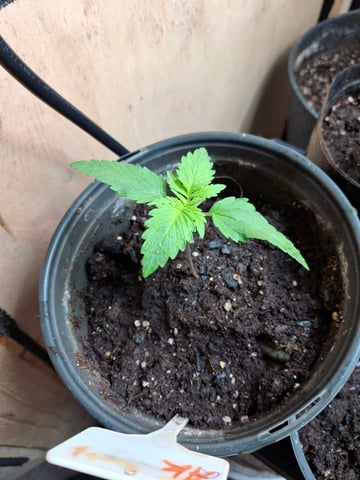 Ak-47 (Fast Verison) and pine Auto  — seedling_rooting, day 15
