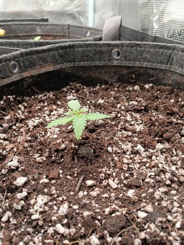 HP CC — seedling_rooting, day 16