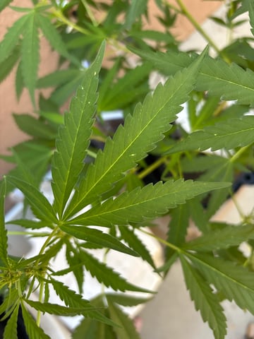 Poison Rainbows — vegetative, day 99