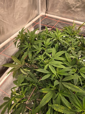 Platnium Jelly — flower, day 64