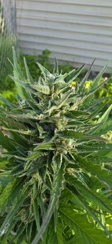 Watermelon Auto — flower, day 71