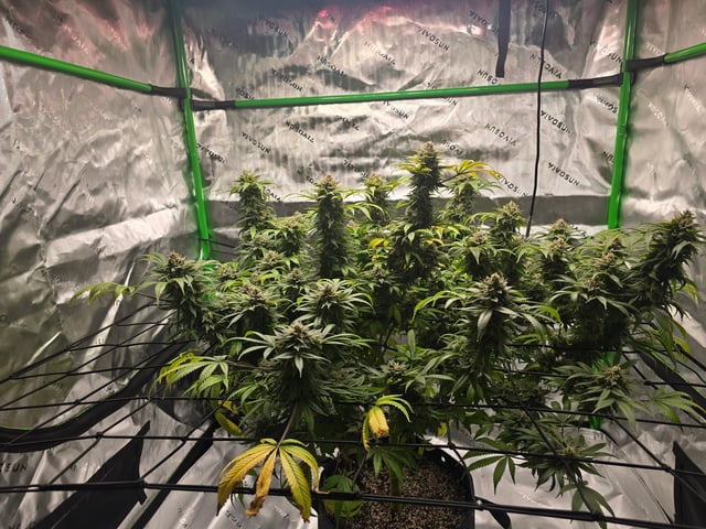 First grow — flower, day 121