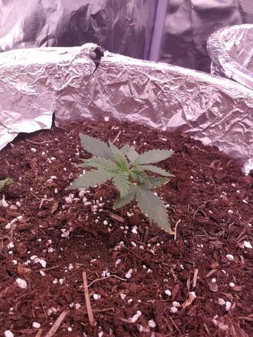 AWC  — vegetative, day 22