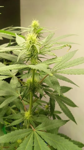 Third Grow
