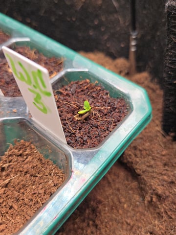 "Wedding Crasher"  Grow#2 — seedling_rooting, day 17