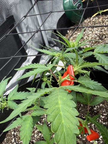 Gorilla Cookies — 1st Grow — flower, day 46