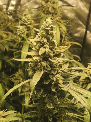 Sour Diesel — flower, day 42