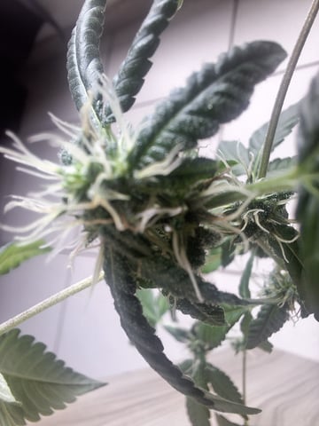 Armário  — flower, day 12