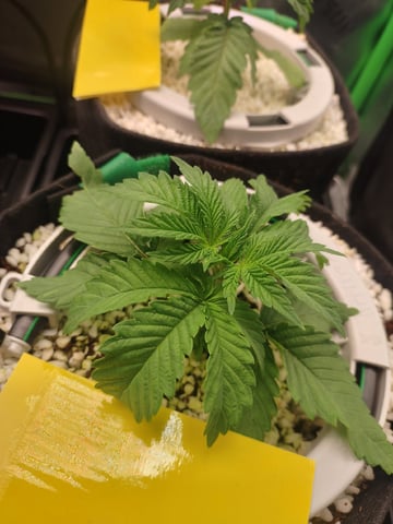 Mainely Genetics Micro Pheno Hunt — vegetative, day 13