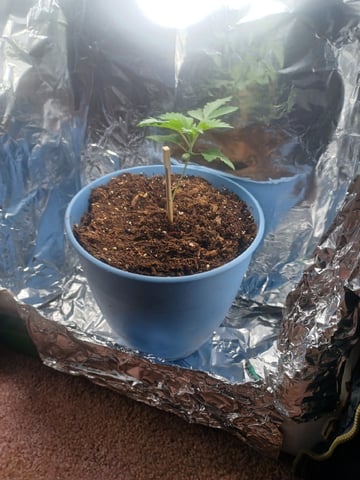 Poor Ivory — vegetative, day 1