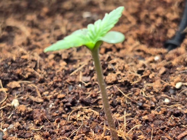 "Wedding Crasher"  Grow#2 — seedling_rooting, day 20