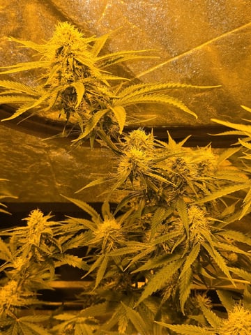 3rd Auto Grow — flower, day 78