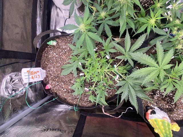  Tropicana Cherry  — vegetative, day 29
