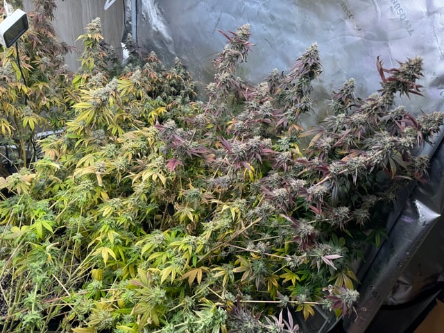 Hollywood Headband and LimeHeads  — flower, day 170